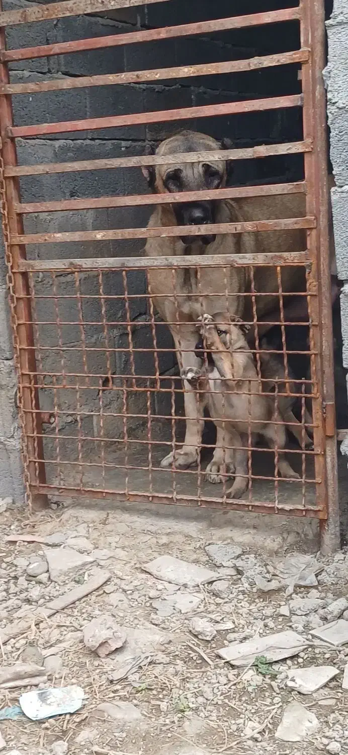 سگ سرابی|سگ|بابل, |دیوار