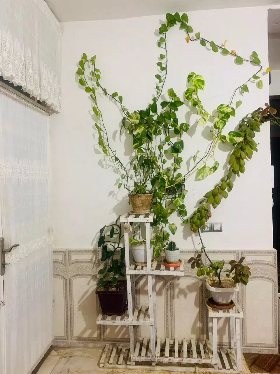 استند و گل ها فروشی|گل و گیاه طبیعی|فیروزآباد (فارس), |دیوار