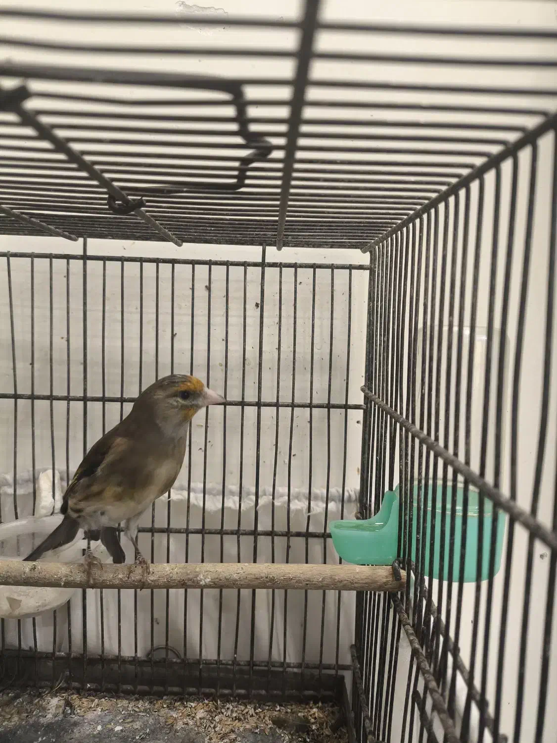 سهره قناری|پرنده|تهران, حکیمیه|دیوار