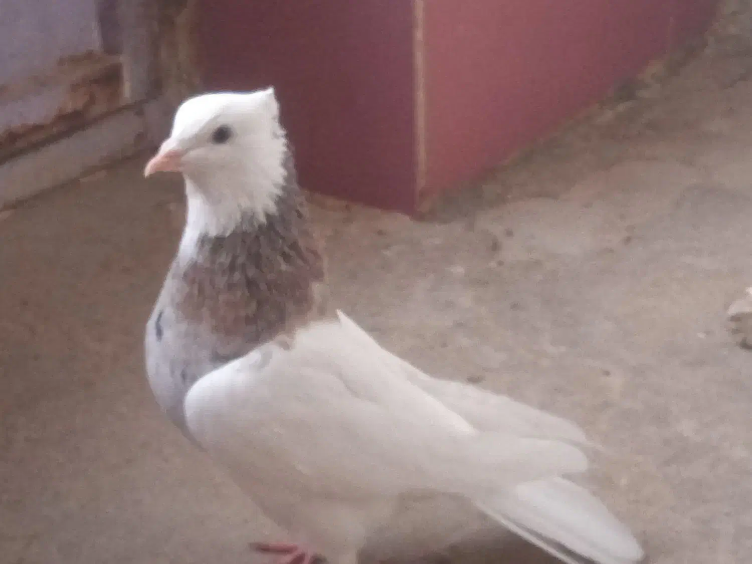 طوقی صرب کفتر صرب کله سینه نقش رنگی|پرنده|خانمیرزا, |دیوار