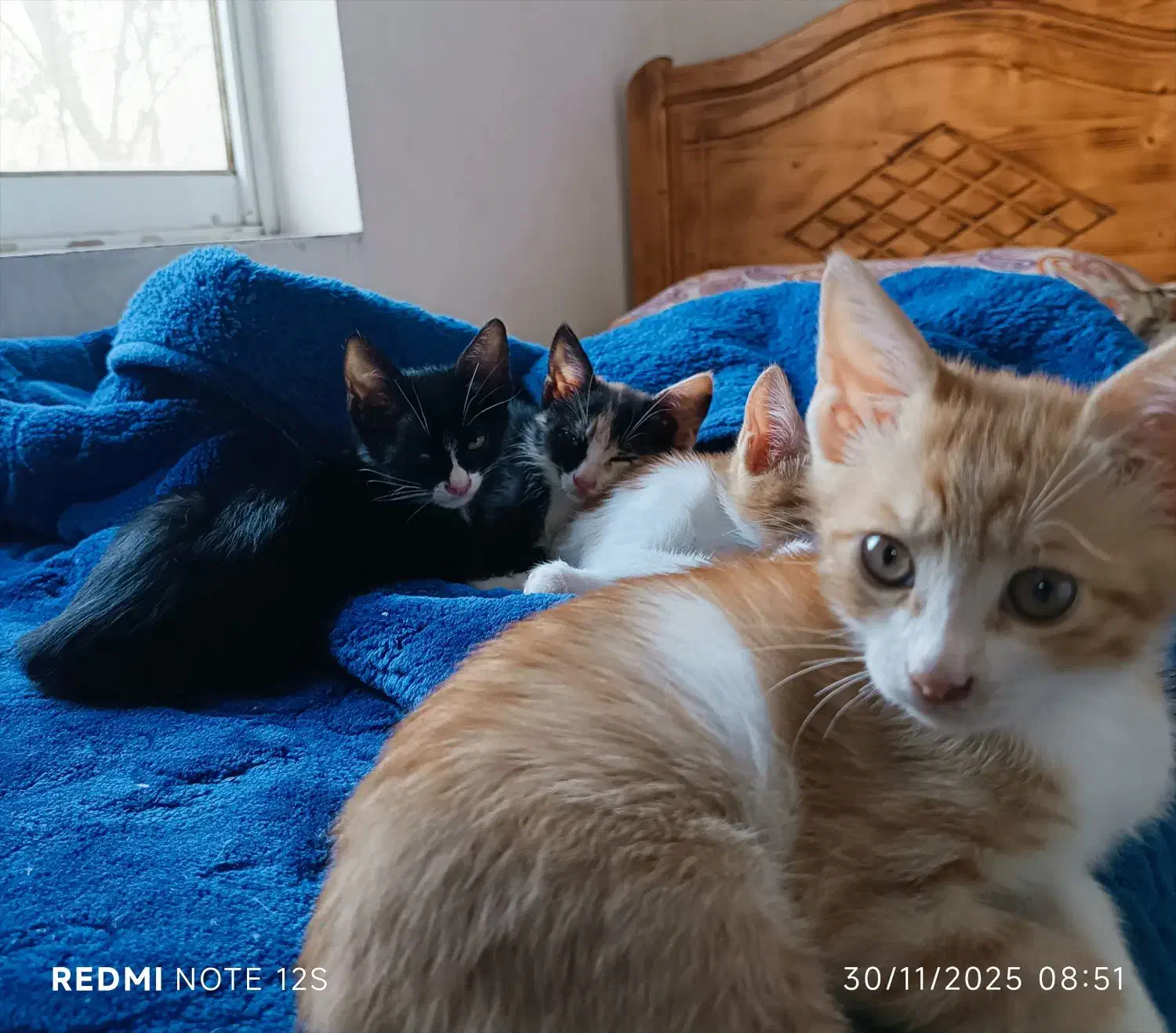 واگذاری بچه گربه دو ماهه خونگی|گربه|چاف و چمخاله, |دیوار