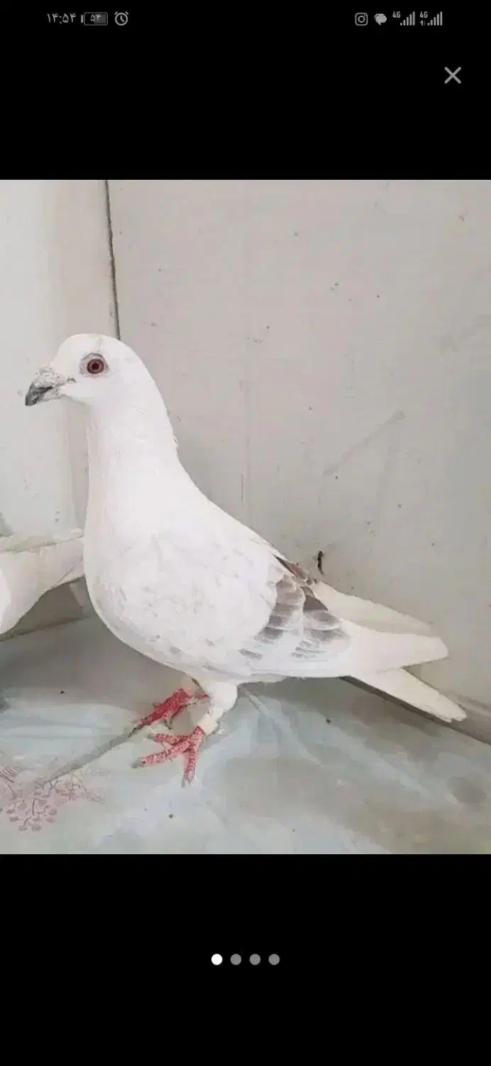 عکس نمایشی|حیوانات|نیشابور, بنیاد شهید|دیوار