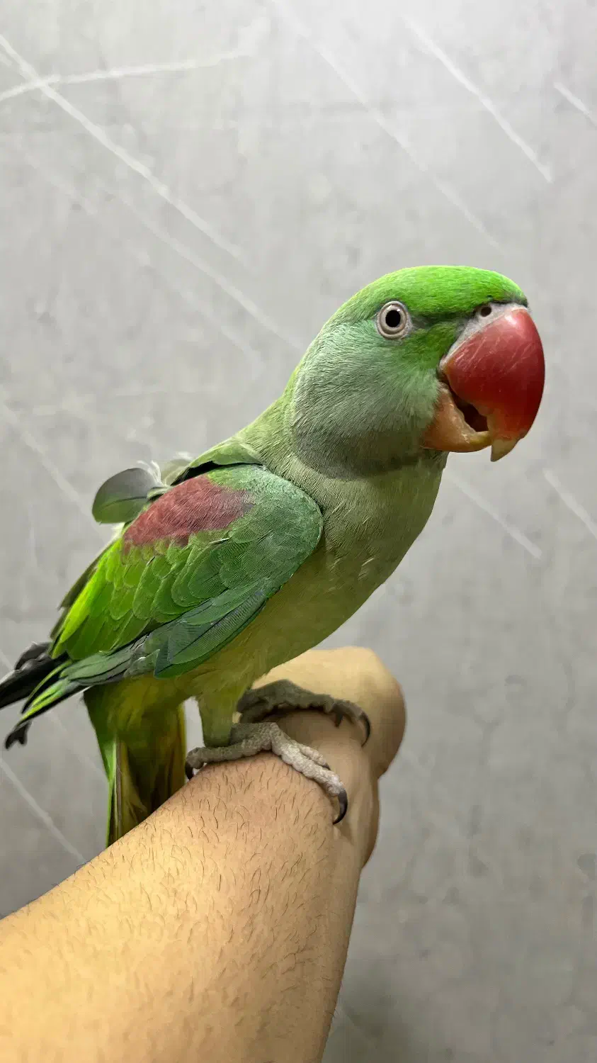 شاه طوطی کاملا دستی|پرنده|تهران, دریا|دیوار