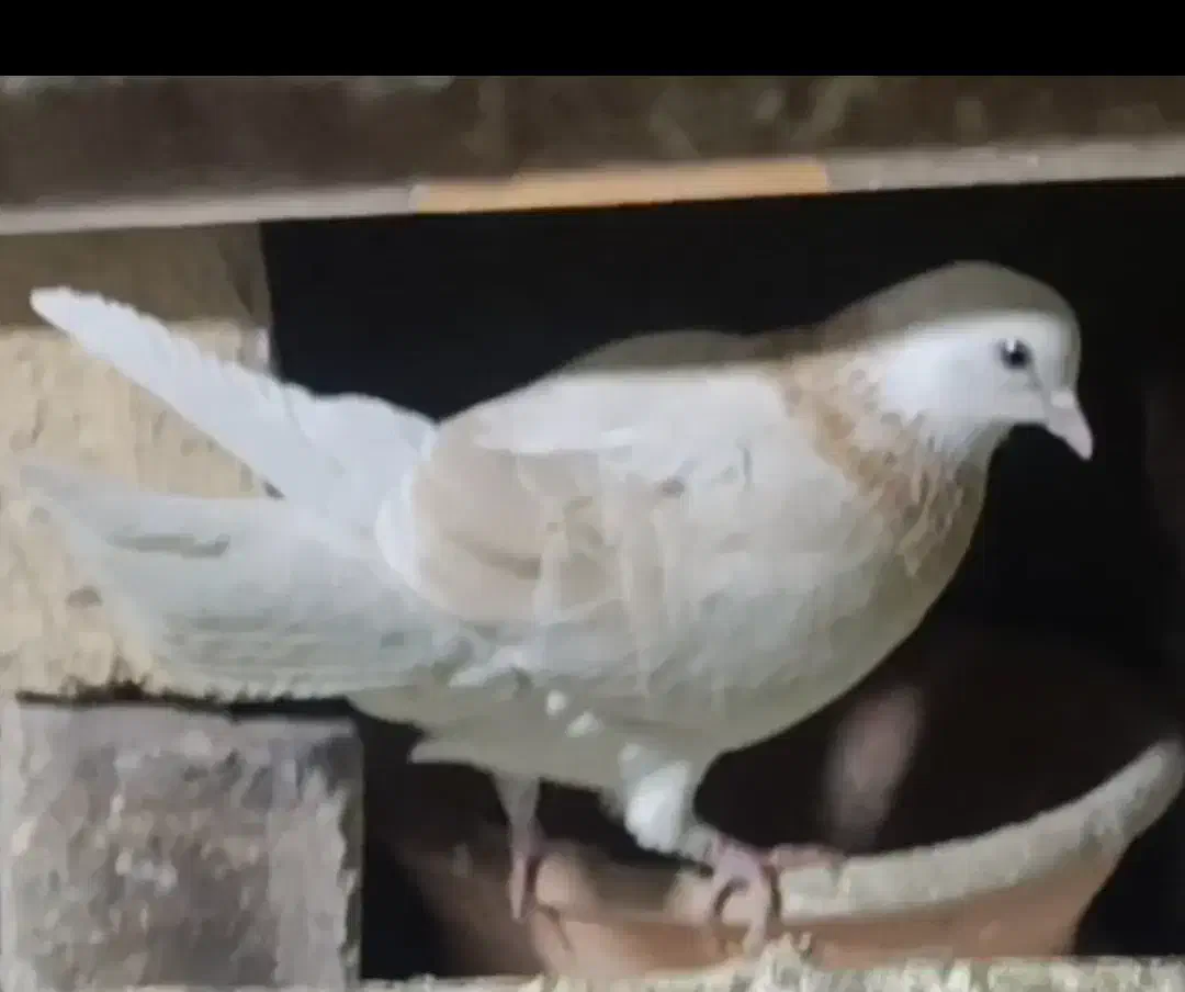 کبوتر گمشده|حیوانات|قم, نیروگاه|دیوار