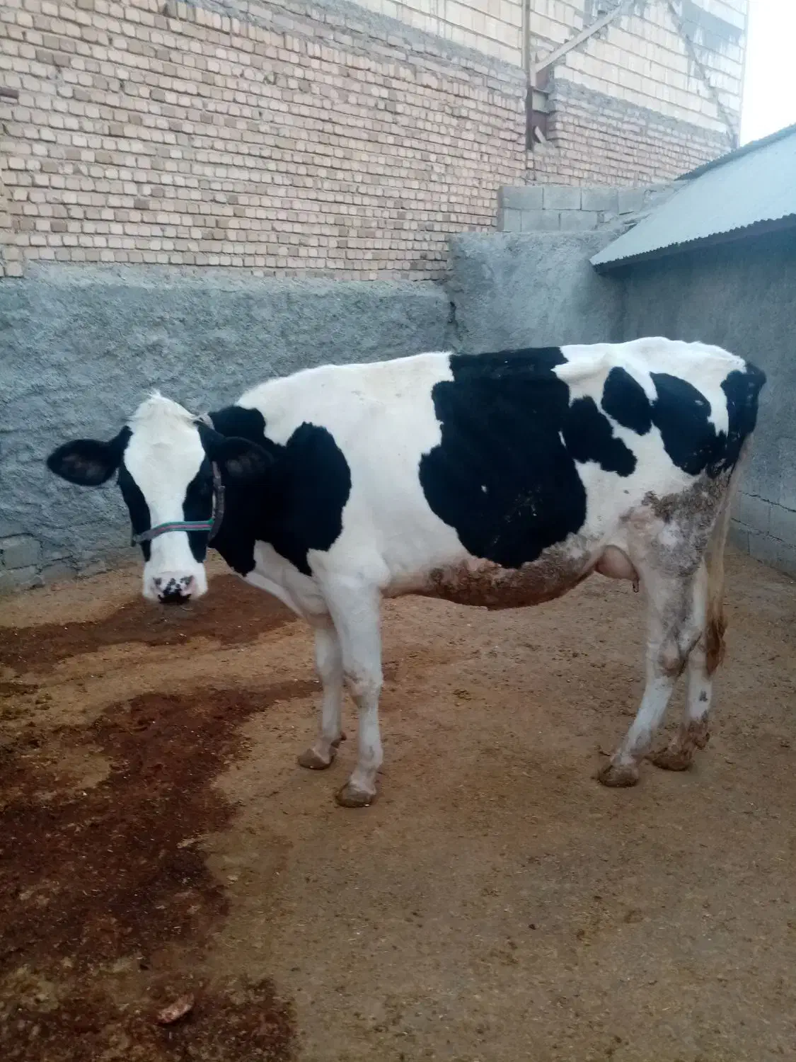 گاو گوساله|حیوانات مزرعه|شاهیوند, |دیوار