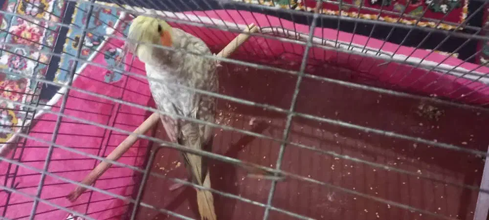 عروس هلندی|پرنده|فولادشهر, B7|دیوار