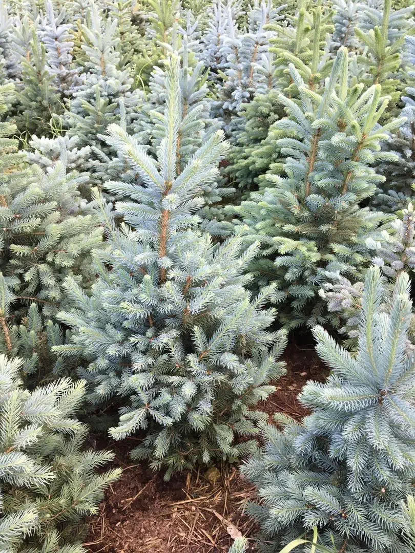 خرید و فروش انواع نهال کاج نوئل ابی ابی اس|خدمات باغبانی و درختکاری|کلاردشت, |دیوار