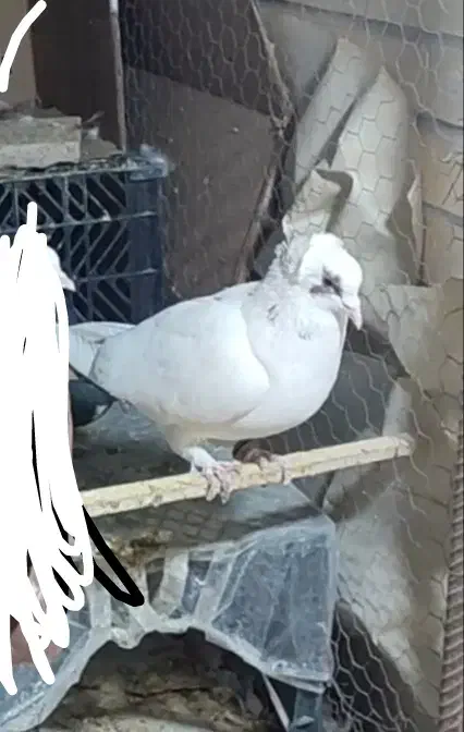 کفتر.|پرنده|راور, |دیوار