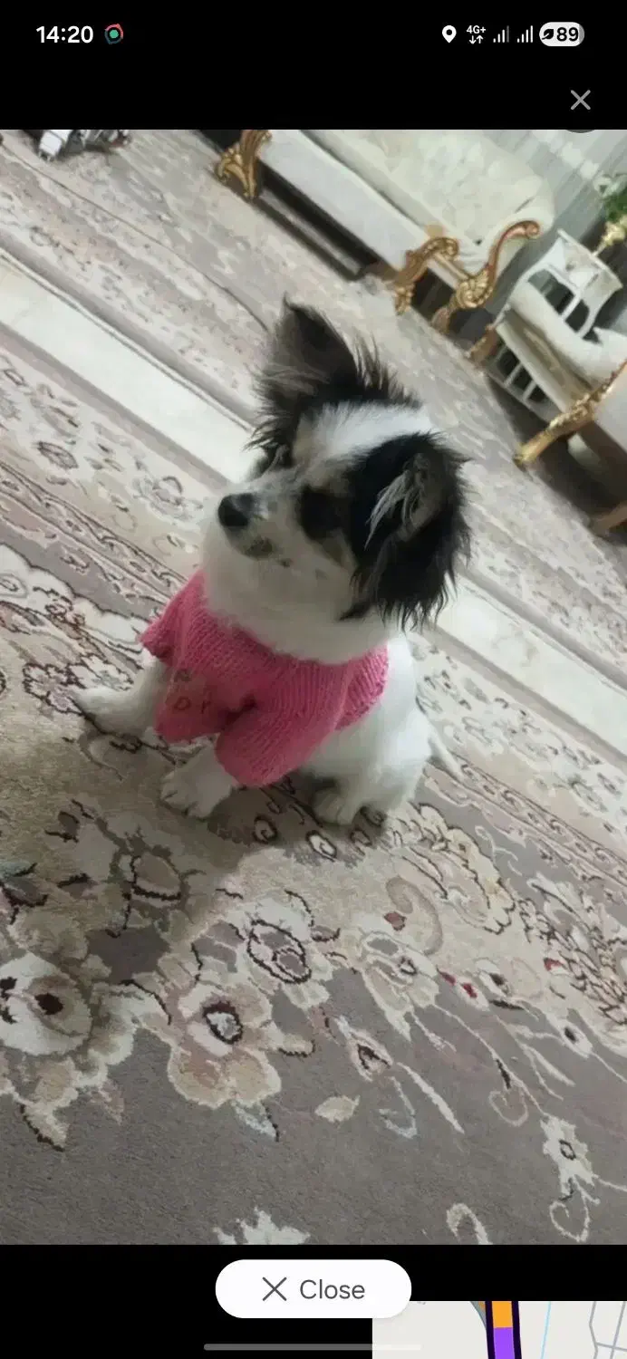 سگ پاپیون|سگ|کرمانشاه, |دیوار