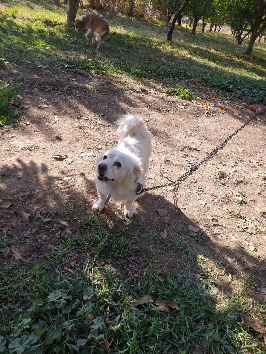 سگ پاکوتاه ۱۱ماهه|سگ|محمدبار, |دیوار