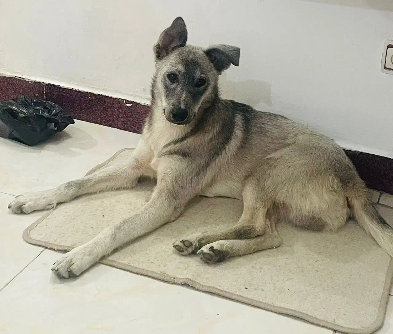 یک قلاده سگ نزاد دار ۶ماه نر|سگ|شلمان, |دیوار