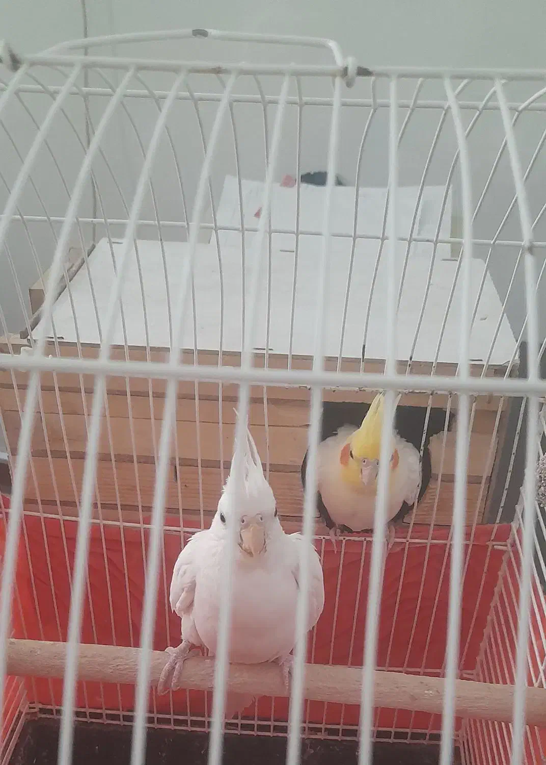 عروس جفت|پرنده|تهران, فلسطین (میدان انقلاب)|دیوار