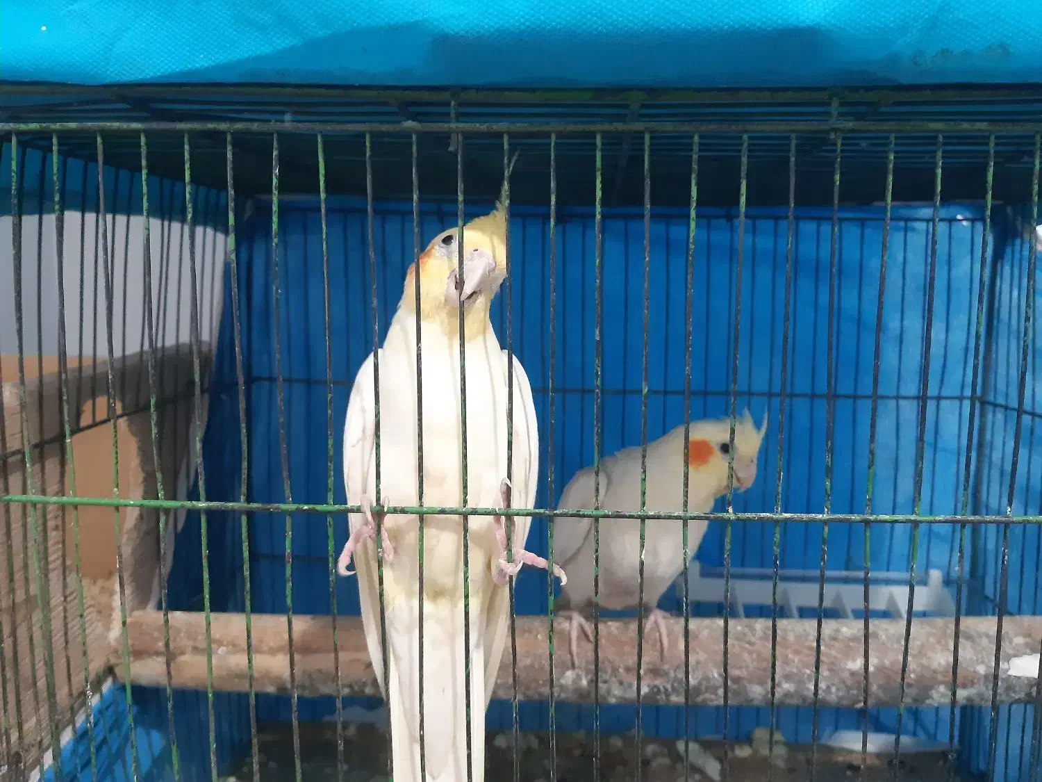 عروس هلندی مولد|پرنده|شهریار, شهرک شاهد|دیوار