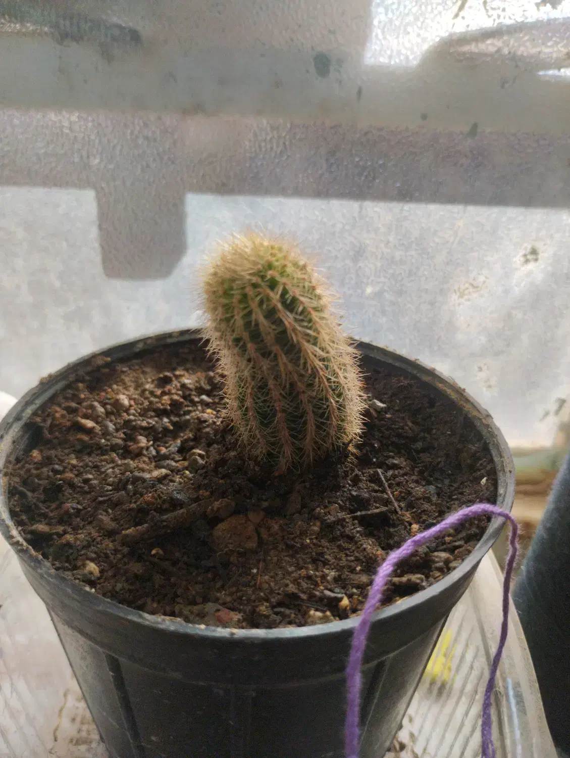 گل و گیاه|گل و گیاه طبیعی|زهان, |دیوار