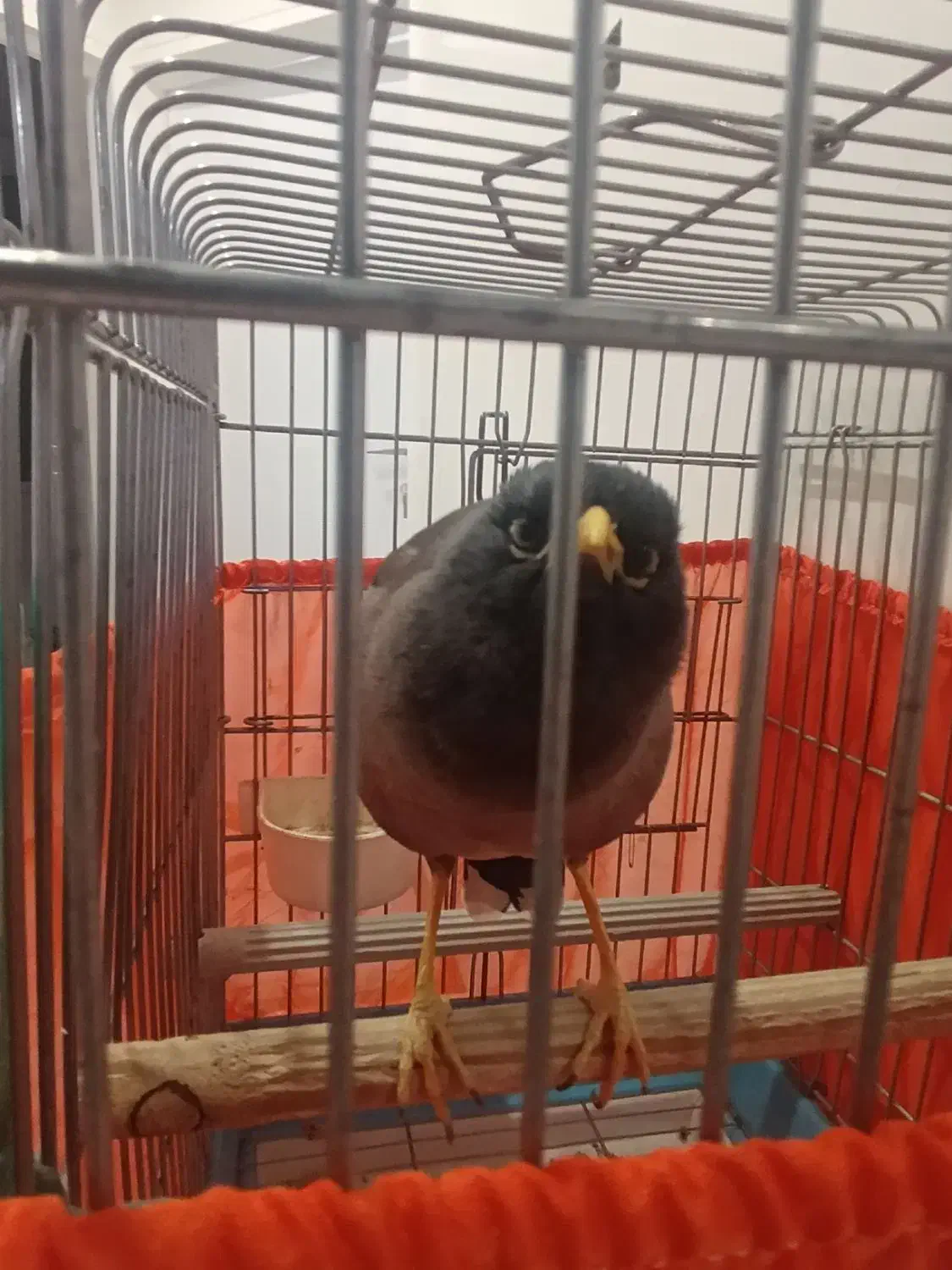 مینا سخنگو کاملا رام|پرنده|تهران, جابری|دیوار