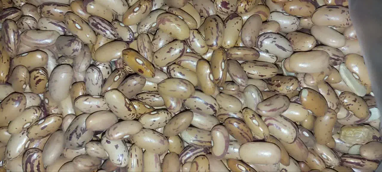 لوبیا چیتی کیلویی 280|خوردنی و آشامیدنی|قم, نیروگاه|دیوار