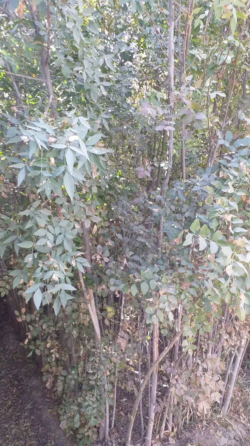 نهال زبان گنجشک|حراج|پیر بکران, |دیوار