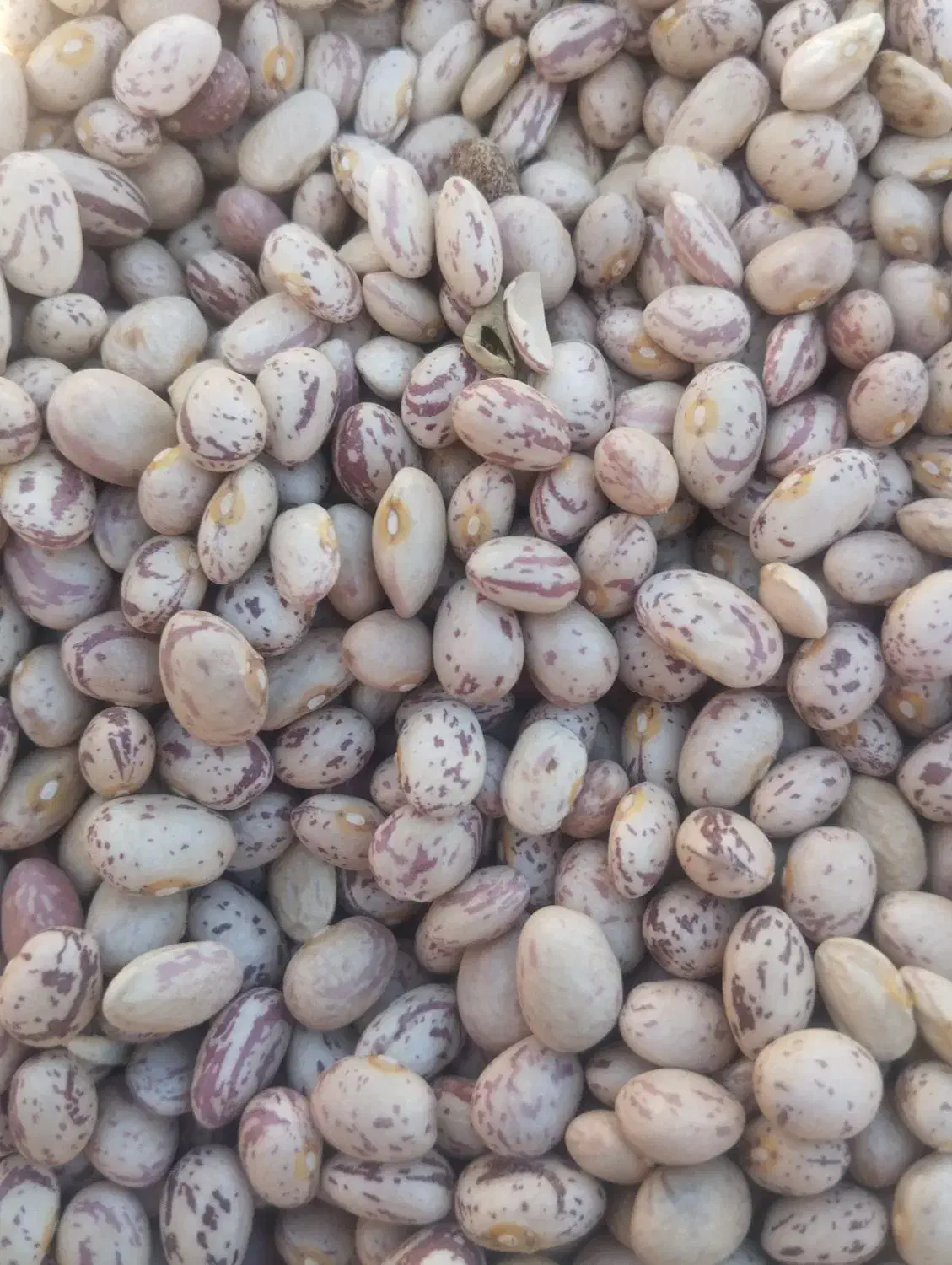 لوبیاچین|خوردنی و آشامیدنی|اردل, |دیوار