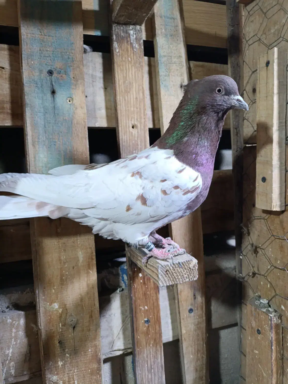 کله سرخ خونی|پرنده|کرج, کوی امامیه|دیوار