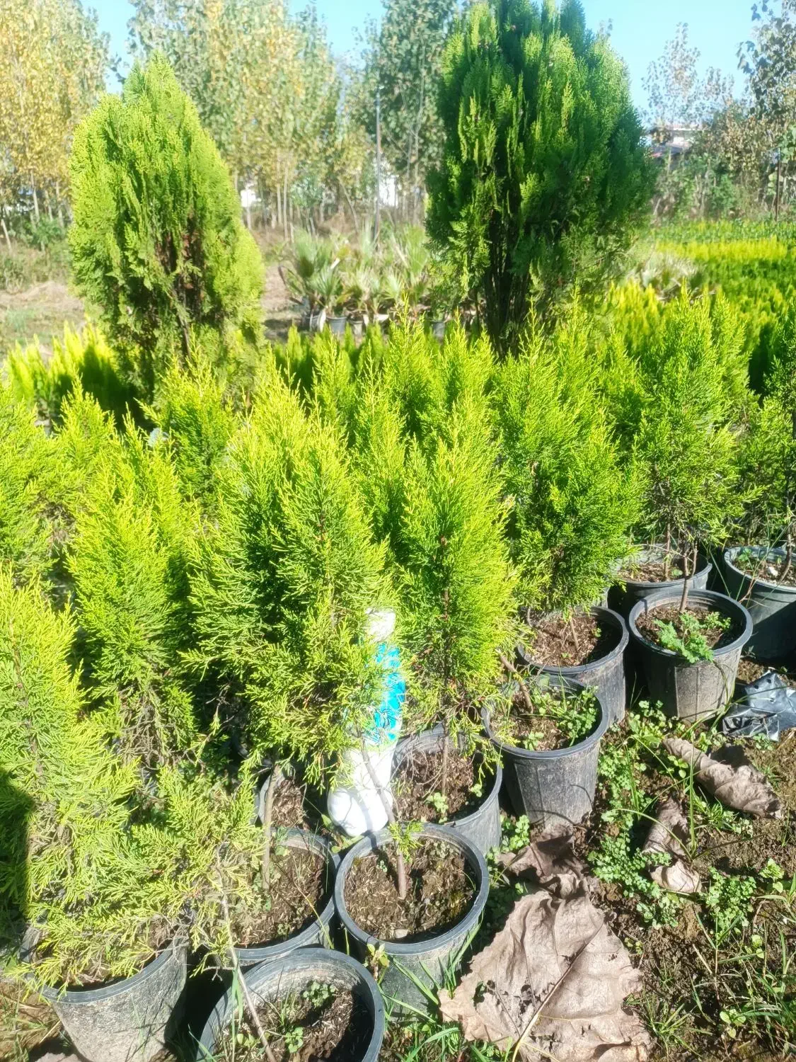 لاوسون یا کاج طلایی گلدان 3و4|گل و گیاه طبیعی|رامسر, |دیوار