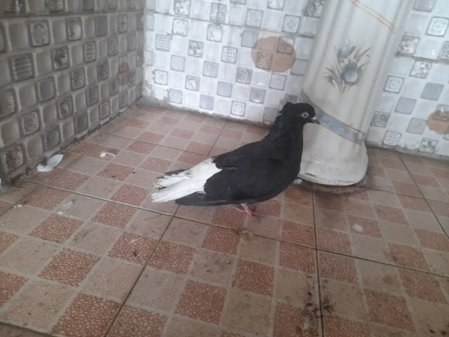 دم سفید ماده آماده جفت|پرنده|قزوین, |دیوار