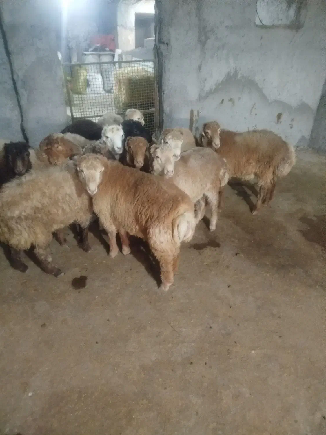 بره نرر پروار و کشتاری مفت|حیوانات مزرعه|بجنورد, |دیوار