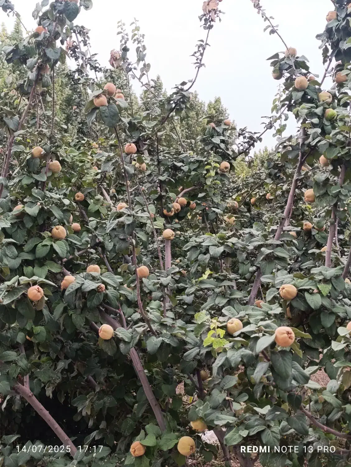 استخدام نگهبان جوان زیر بیست سال|استخدام سرایداری و نظافت|بیضا, |دیوار