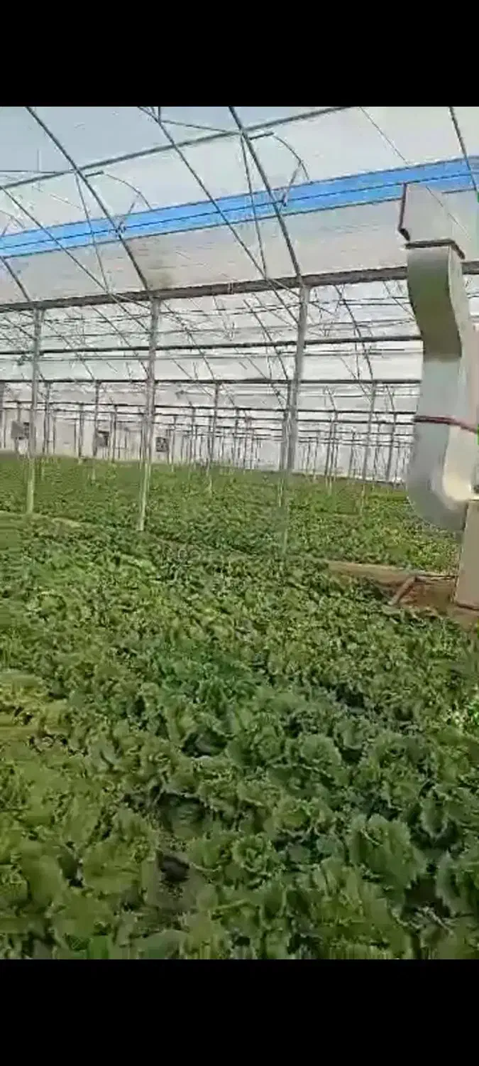 کاهو پیچ|خدمات باغبانی و درختکاری|تفرش, |دیوار