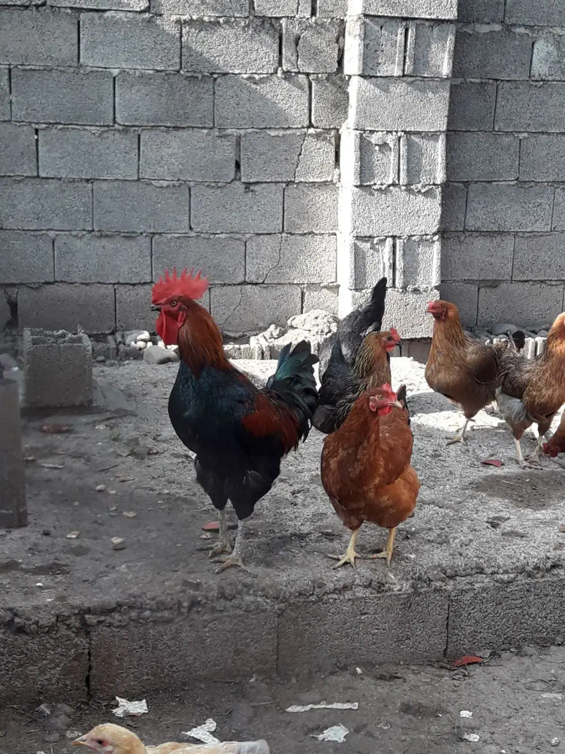 خروس محلی|حیوانات مزرعه|سنگر, |دیوار