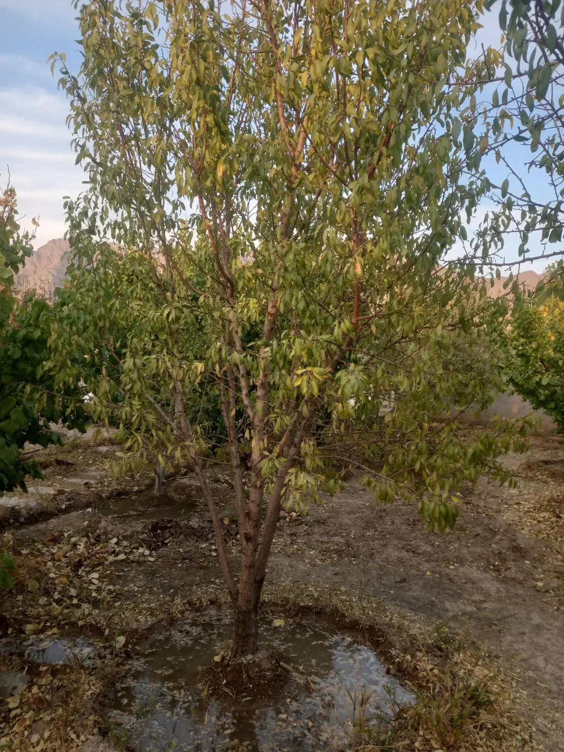 درخت چند ساله...|حراج|شهرضا, |دیوار