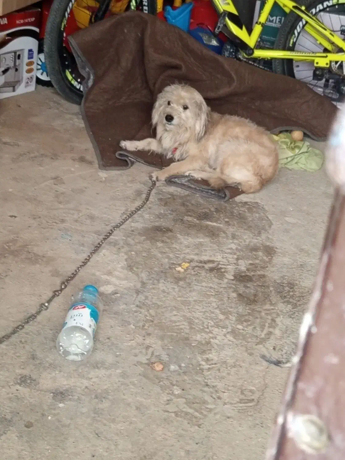 نوع سگ|سگ|قروه, |دیوار