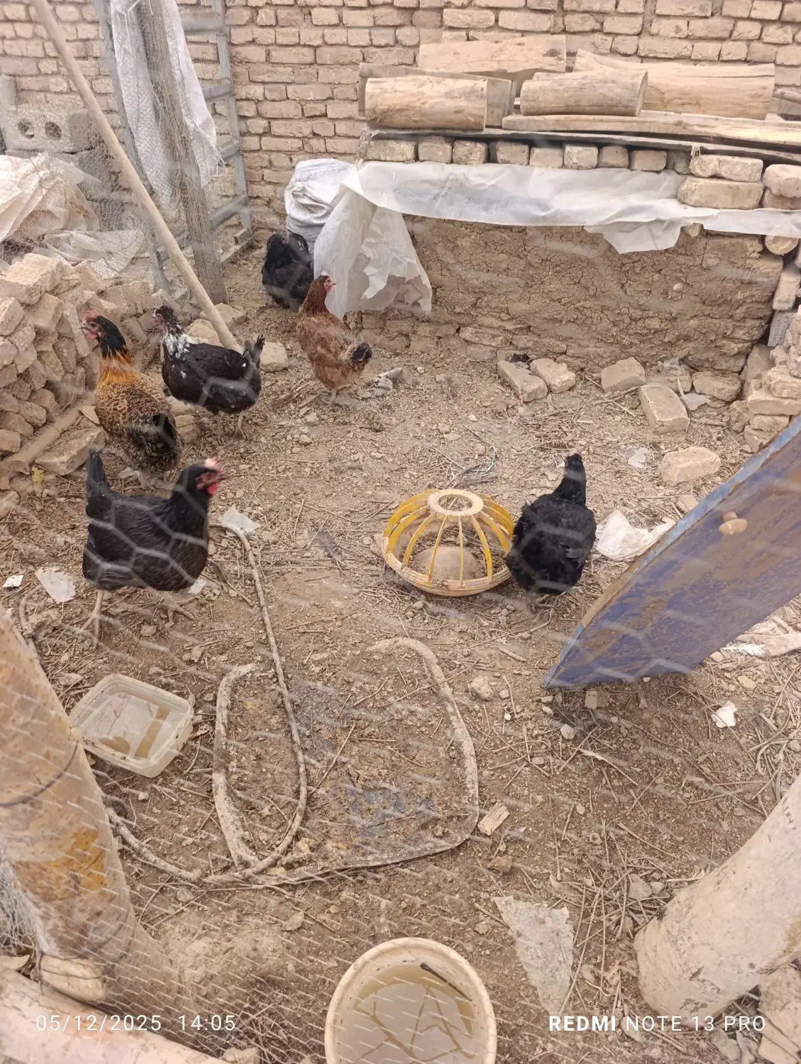 مرغ تخم کن|حیوانات مزرعه|لاران, |دیوار