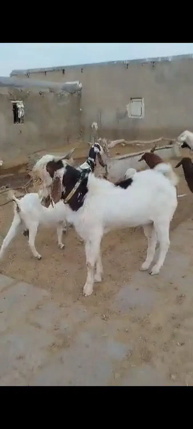 فروش دو عدد بز و سابرین نژدی و ورن|حیوانات مزرعه|نورآباد, |دیوار