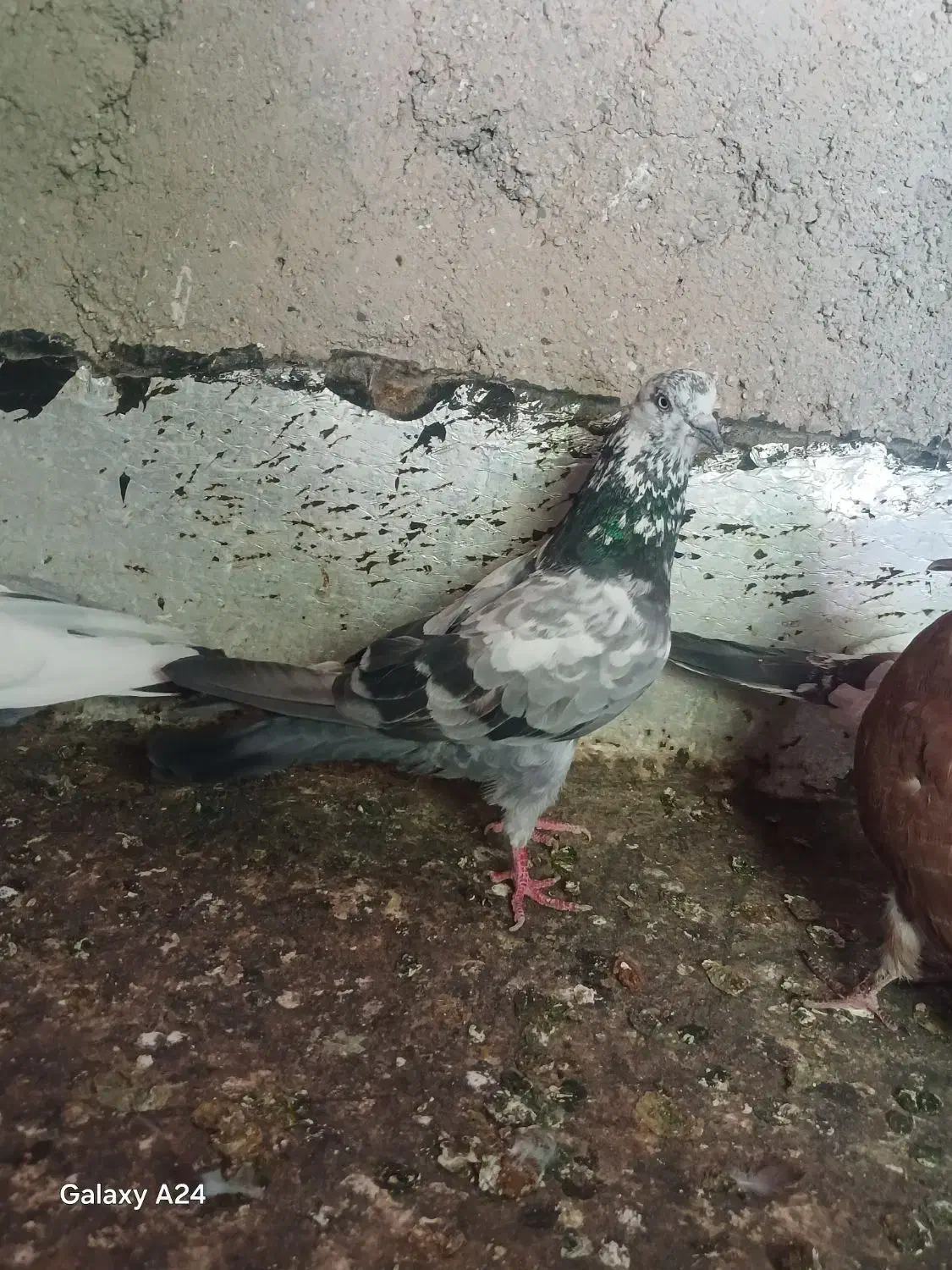 کفترباخت رفته|حیوانات|ملایر, |دیوار