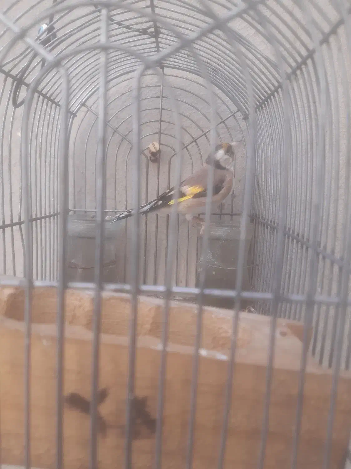 سهره فروش یامعاوضه|پرنده|شیراز, کرونی(خاتونک)|دیوار