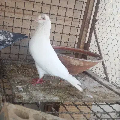 کفتر|پرنده|اردکان, |دیوار