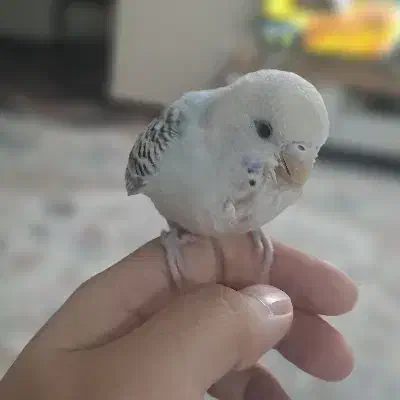 مرغ عشق نر دستی|پرنده|خمینی‌شهر, |دیوار