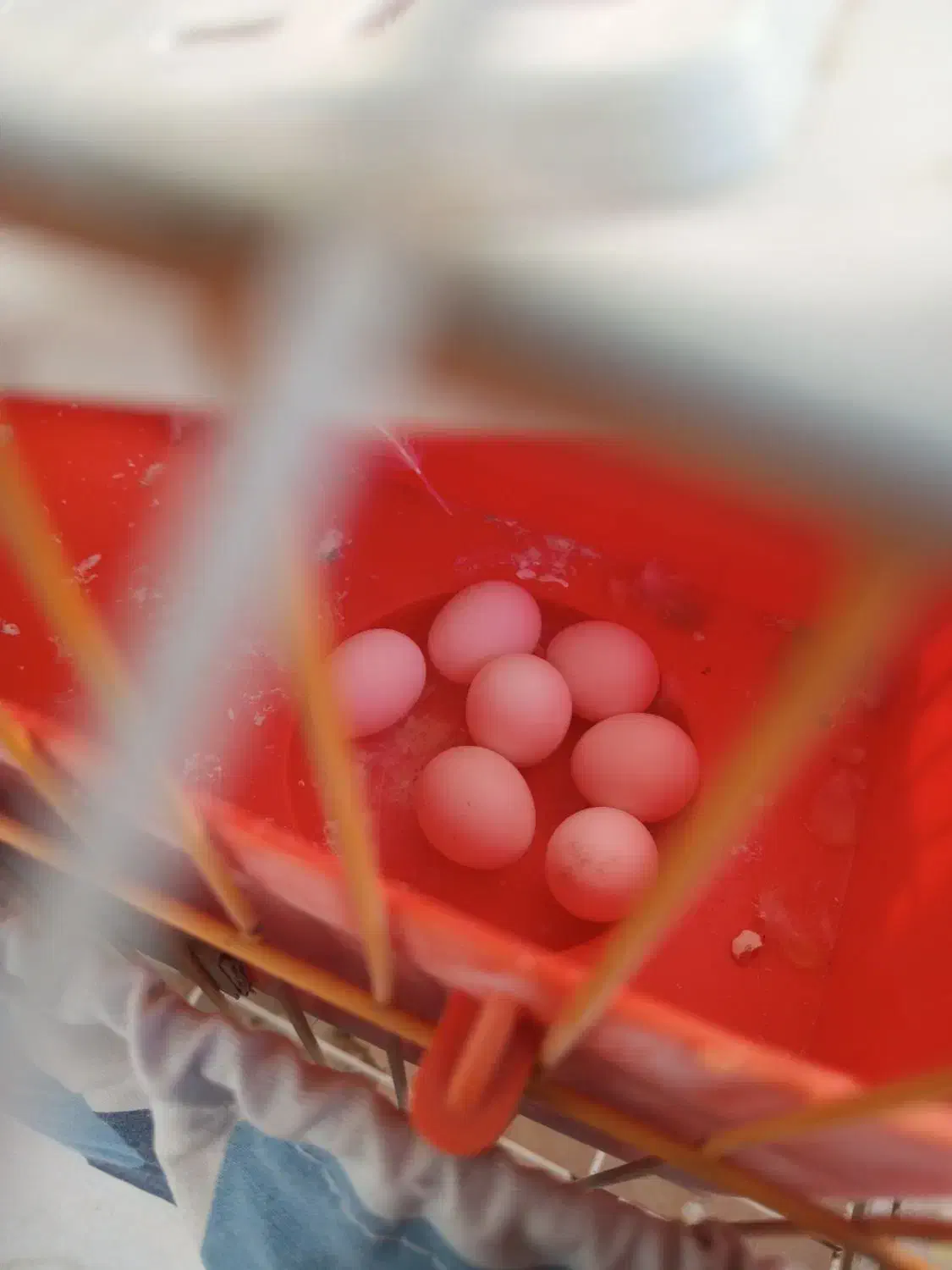 مرغ عشق جفت|پرنده|شریف‌آباد, |دیوار