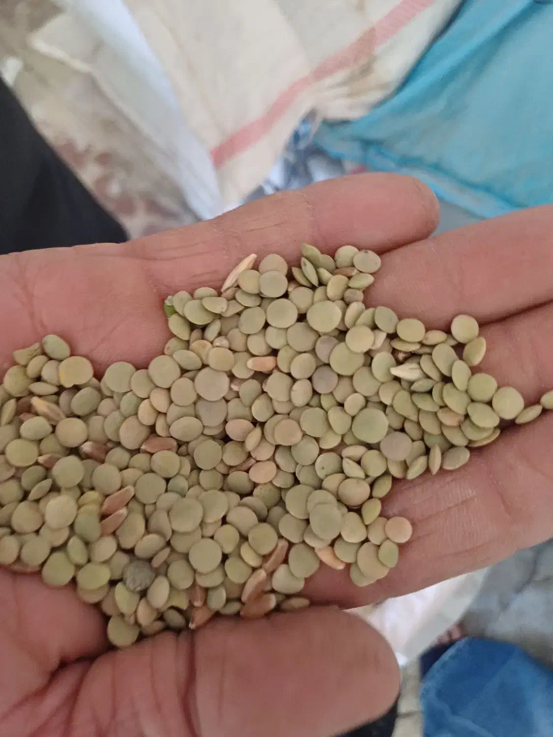 مشارکت کشت عدس|خدمات باغبانی و درختکاری|قشلاق دشت, |دیوار