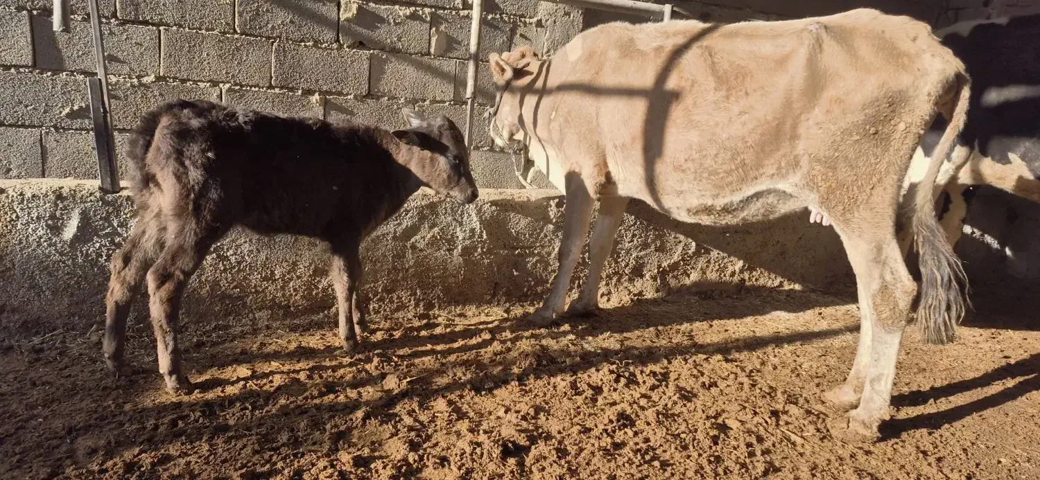 گاوگوساله|حیوانات مزرعه|مسجد سلیمان, |دیوار