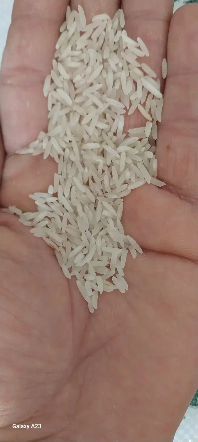 برنج طارم و فجر|خوردنی و آشامیدنی|گنبد کاووس, |دیوار