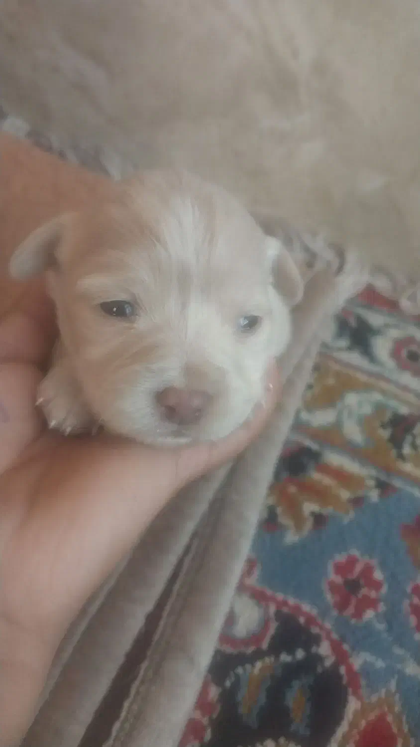 پاکوتاه|سگ|بم, |دیوار