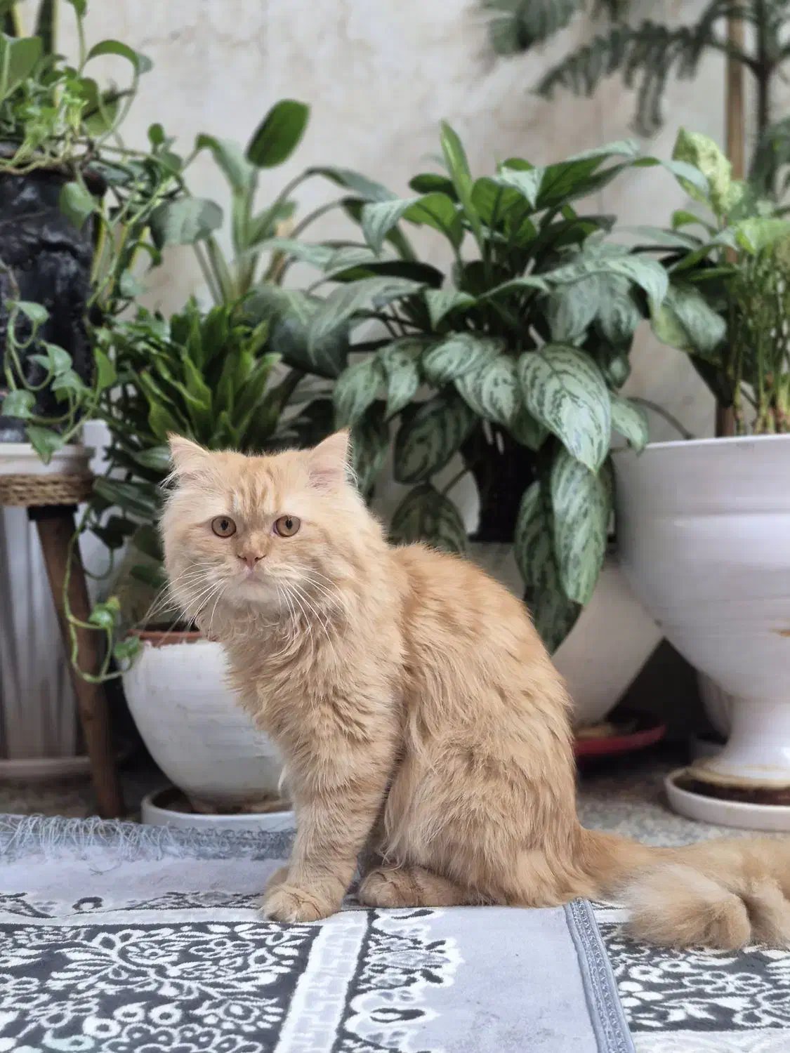 گربه نر نژاد پرشین گلد عروسکی|گربه|اهواز, شهرک توسعه نیشکر|دیوار