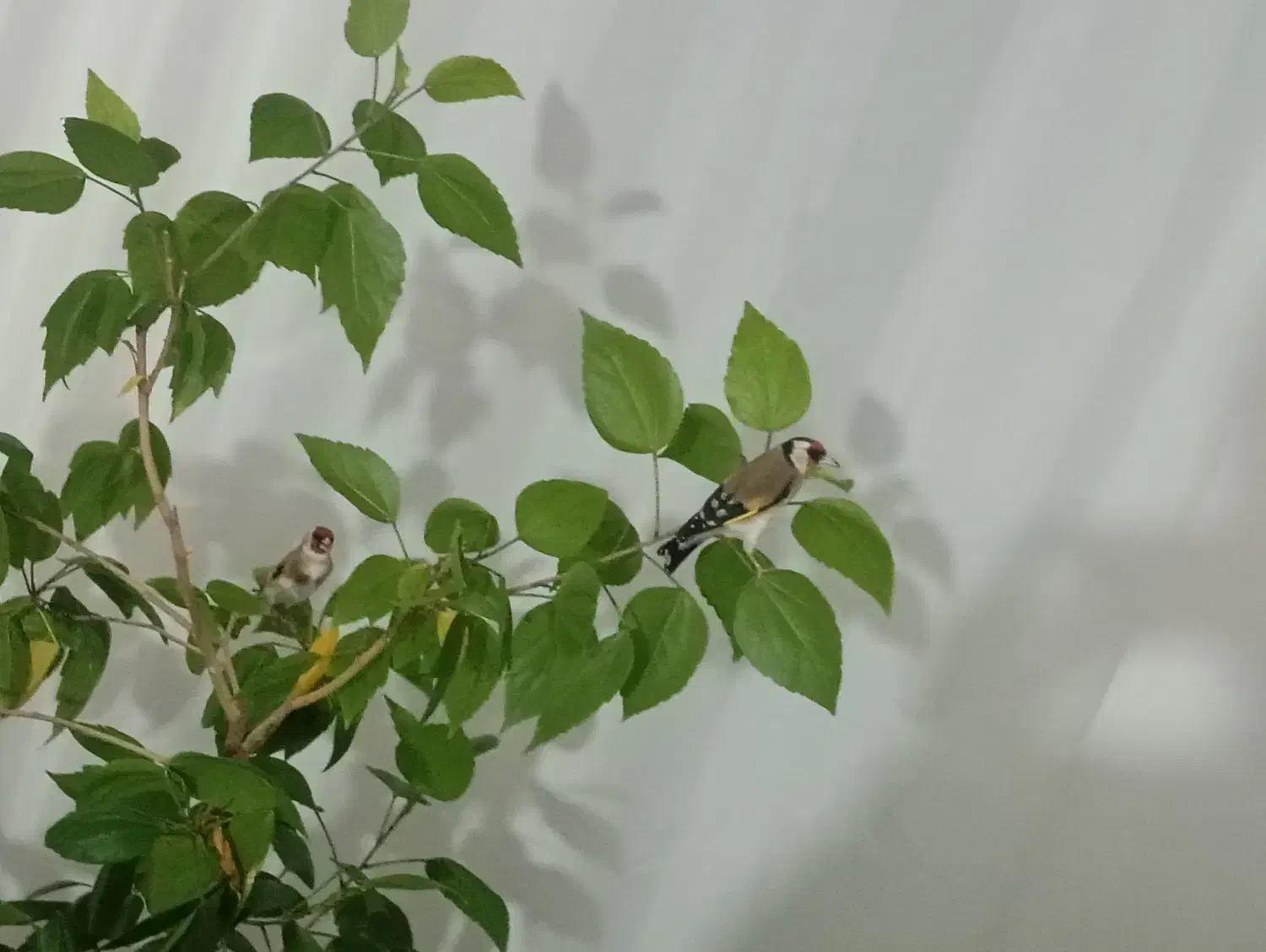 سهره|پرنده|اهر, |دیوار