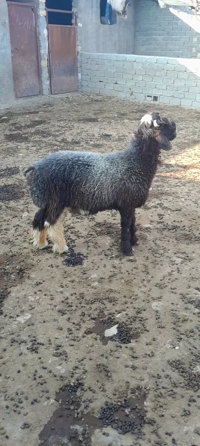 خرید و فروش کود گوسفند و گاو|خدمات باغبانی و درختکاری|فیروزآباد (فارس), |دیوار