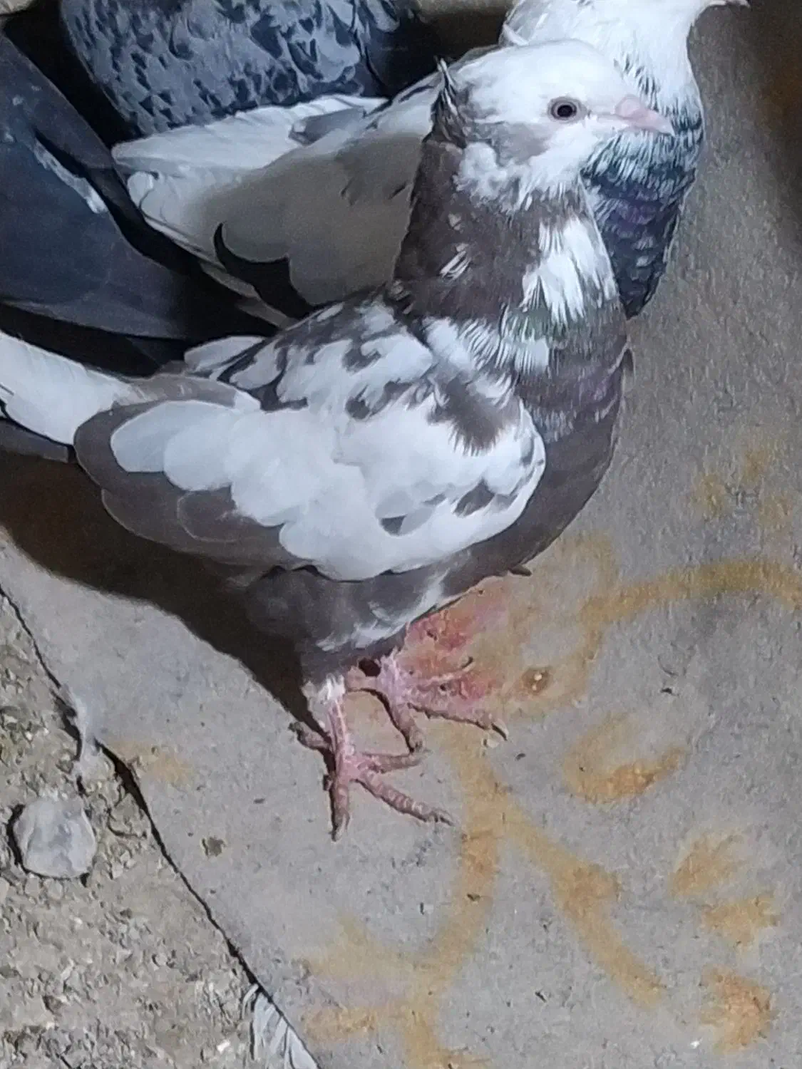 کفتر پلاکی سالم|کلکسیون و سرگرمی|ابهر, |دیوار