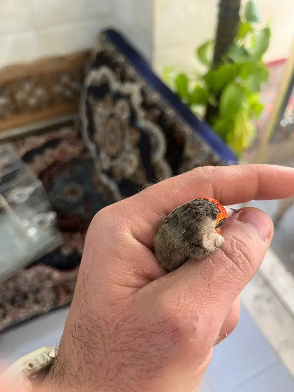 سهره داغسر سیاهسر|پرنده|تهران, شهرک غزالی|دیوار