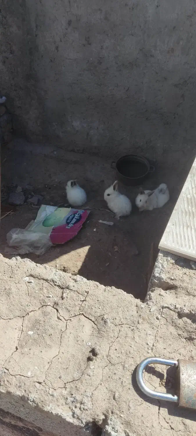 خرگوش|موش و خرگوش|رفسنجان, |دیوار