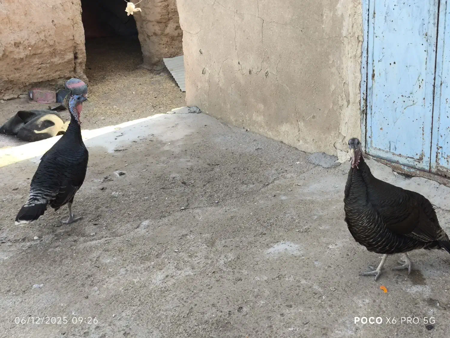 بوقلمون|حیوانات مزرعه|کاکی, |دیوار