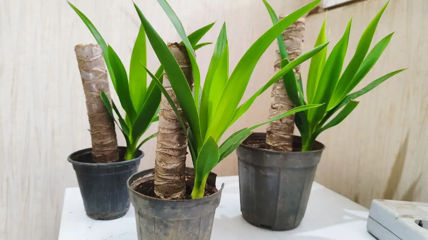 گل یوکا طبیعی|گل مصنوعی|کرج, دولتآباد|دیوار